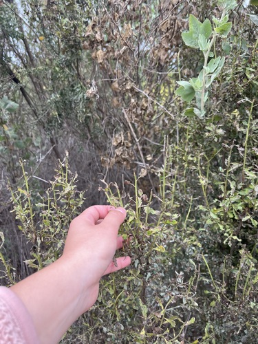 iNaturalist observation photo of coyote brush