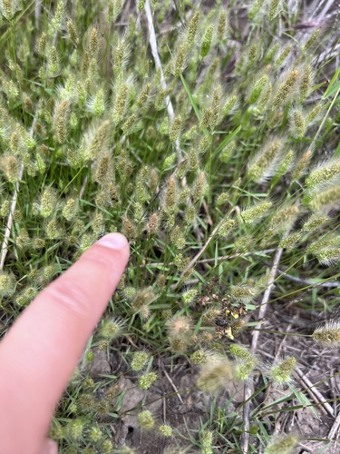 iNaturalist observation photo of rabbitfoot grass