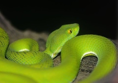 White-Lipped Pitviper photo 2