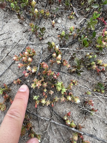 iNaturalist observation photo of Slender Iceplant