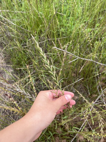 iNaturalist observation photo of Italian Ryegrass