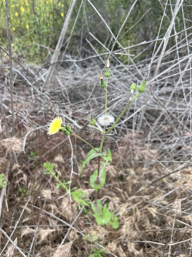 iNaturalist observation photo of Common Sow-thistle