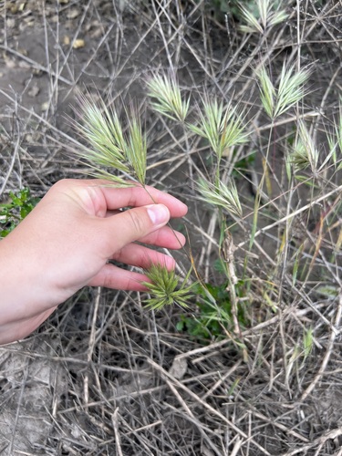 iNaturalist observation photo of Compact Brome
