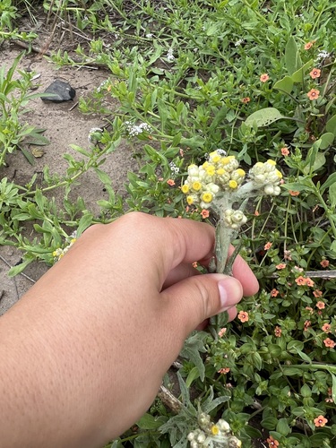 iNaturalist observation photo of cottonbatting plant