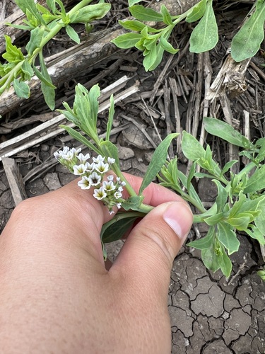 iNaturalist observation photo of alkali heliotrope