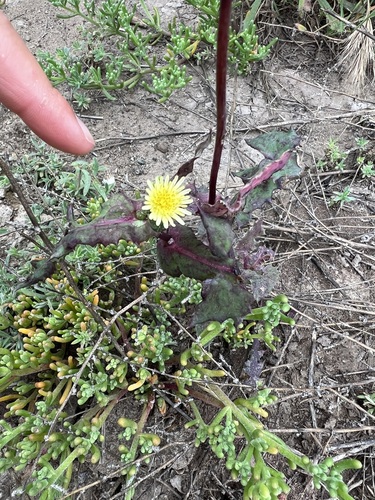 iNaturalist observation photo of Common Sow-thistle