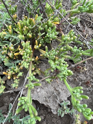 iNaturalist observation photo of Slender Iceplant