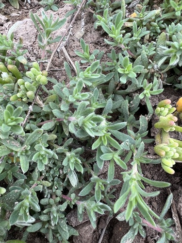 iNaturalist observation photo of Fivehorn smotherweed