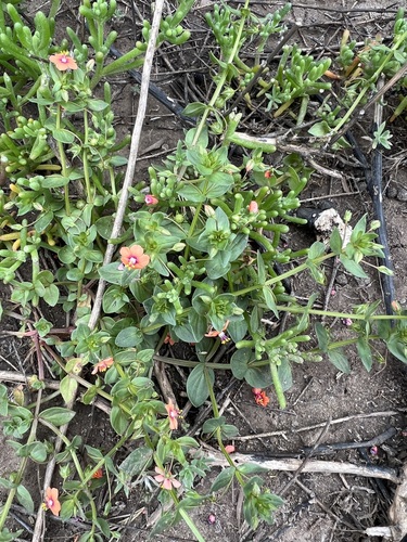 iNaturalist observation photo of scarlet pimpernel