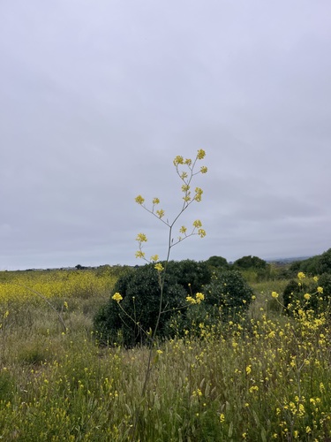 iNaturalist observation photo of Black Mustard
