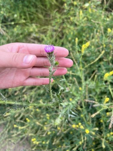 iNaturalist observation photo of Italian thistle