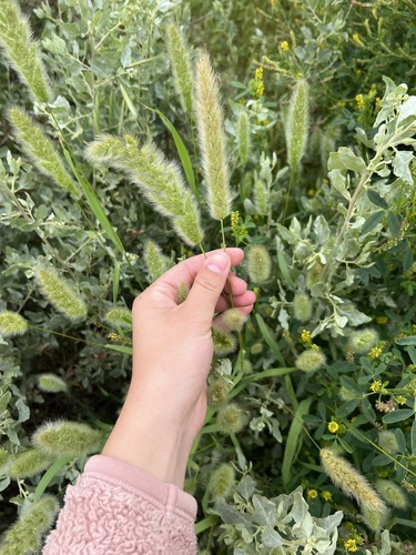 iNaturalist observation photo of rabbitfoot grass
