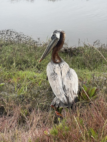 iNaturalist observation photo of Brown Pelican