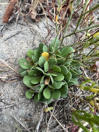 iNaturalist observation photo of European sea lavender