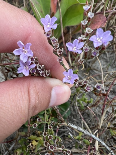 iNaturalist observation photo of European sea lavender