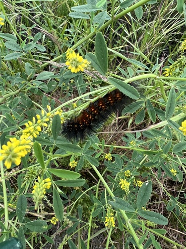 iNaturalist observation photo of Salt Marsh Moth