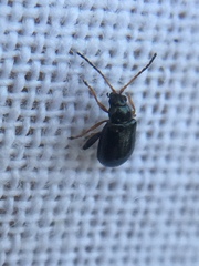 Aphthona
