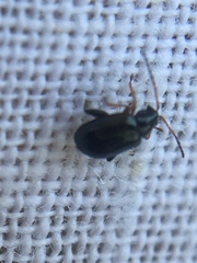 Aphthona