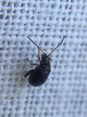 Aphthona