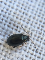 Aphthona