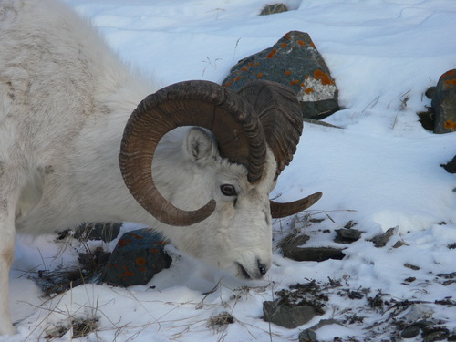 Ovis dalli