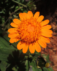 Lasianthaea macrocephala