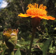 Lasianthaea macrocephala