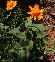 Lasianthaea macrocephala