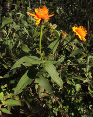 Lasianthaea macrocephala