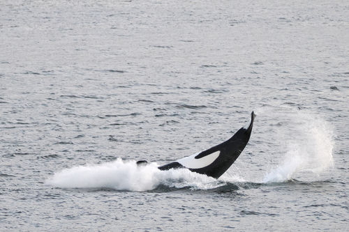 Photo of Killer whale (Orcinus orca)