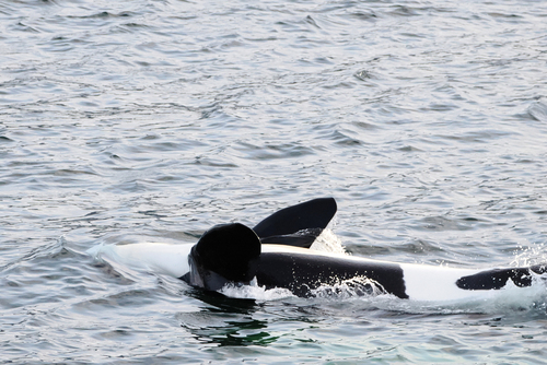Orca photographed in Alaska