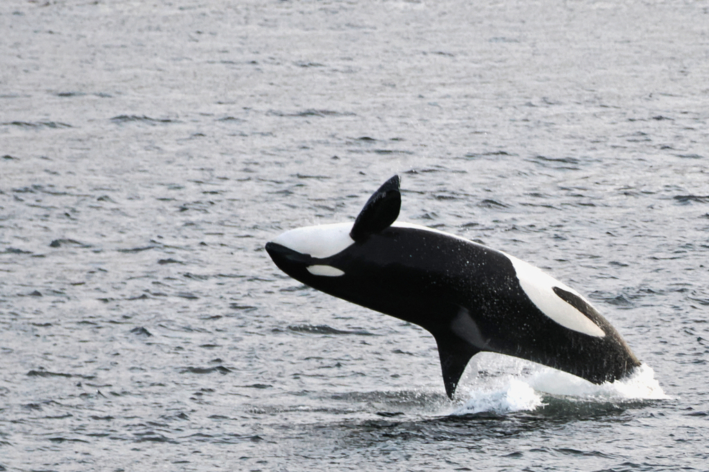 Killer Whale