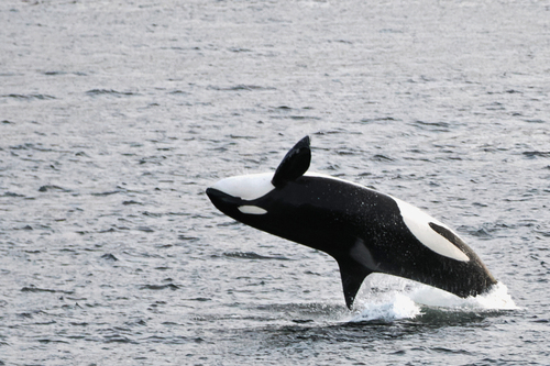 Photo of Killer whale (Orcinus orca)