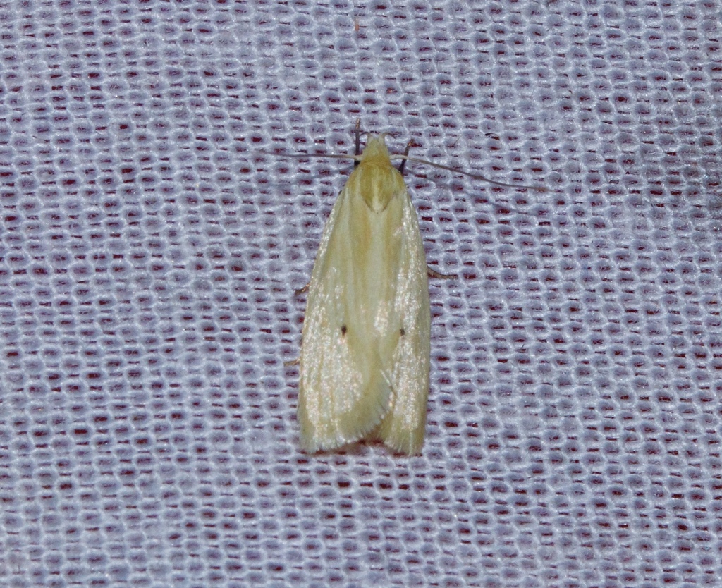 Odites ricini