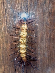 Lepidoptera