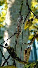 Stagmomantis carolina