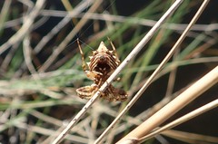 Acanthepeira venusta