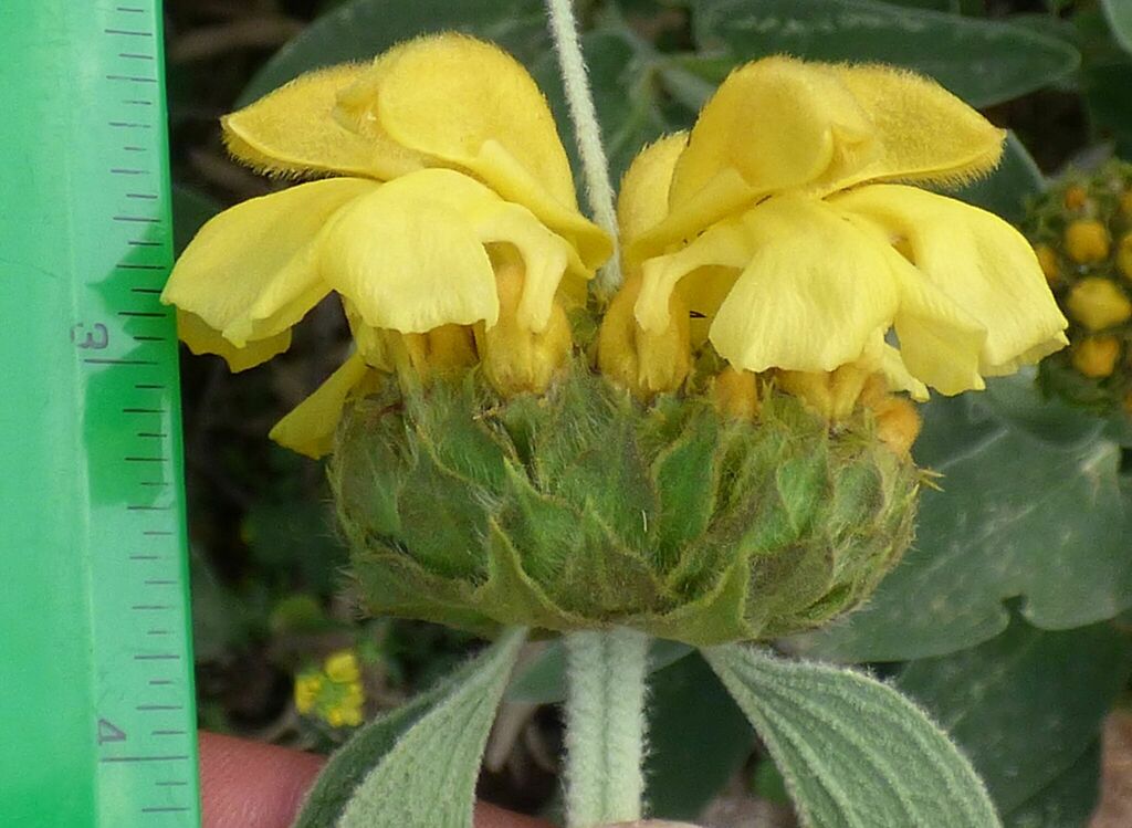Jerusalem sage