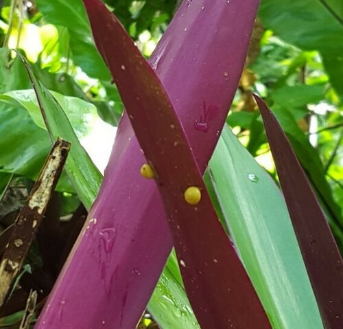 Orobophana pacifica observed 2016-04-24