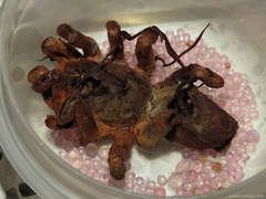 Cordyceps caloceroides