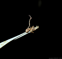 Ophiocordyceps unilateralis image