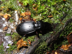 Plocamostethus planiusculus