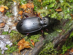 Plocamostethus planiusculus