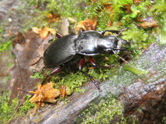 Plocamostethus planiusculus