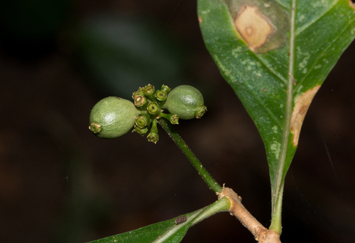 Eumachia abrupta image