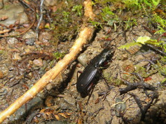 Plocamostethus planiusculus