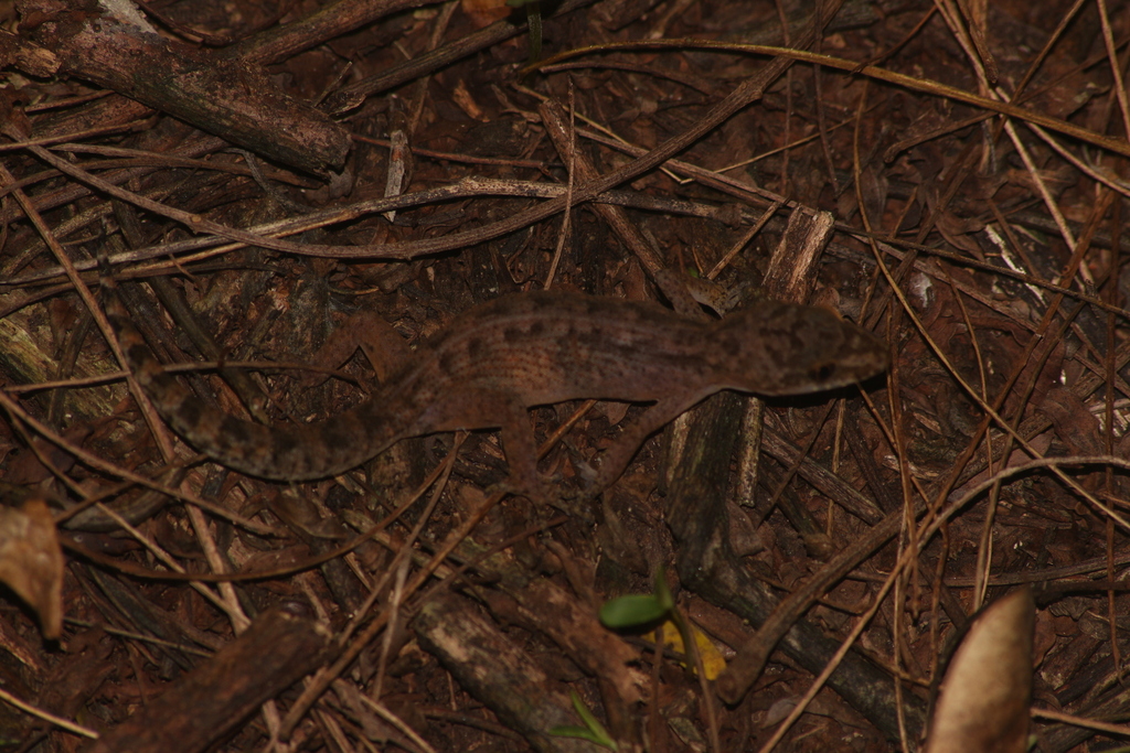 Semiadi's Bent-toed Gecko