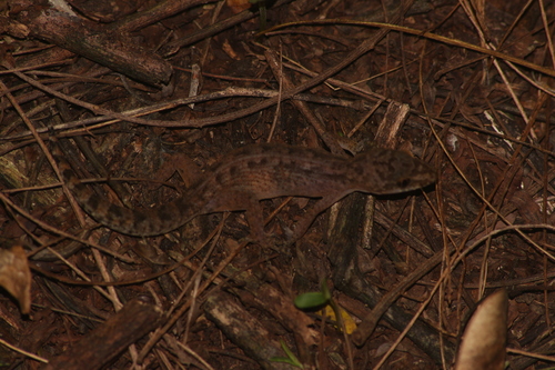 Semiadi's Bent-toed Gecko, Cyrtodactylus semiadii