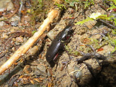 Plocamostethus planiusculus