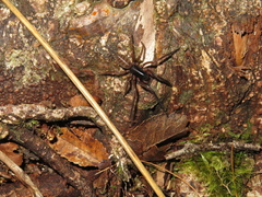 Segestriidae